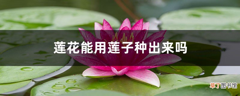 莲花能用莲子种出来吗，如何用莲子种莲花