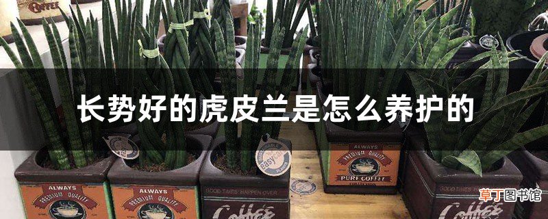 长势好的虎皮兰是怎么养护的，虎皮兰好养吗