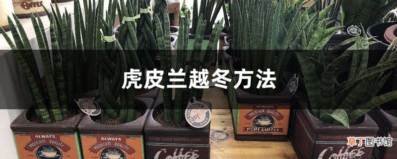虎皮兰越冬方法，虎皮兰冬季会被冻死吗