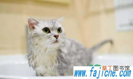 猫咪洗澡洗多了有什么影响 猫几个月洗一次澡好