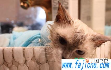 猫咪洗澡洗多了有什么影响 猫几个月洗一次澡好