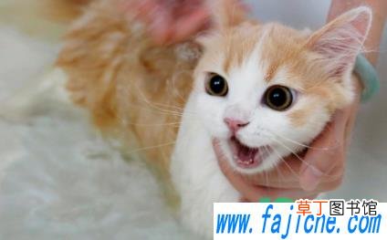 猫咪洗澡洗多了有什么影响 猫几个月洗一次澡好