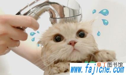 猫咪洗澡洗多了有什么影响 猫几个月洗一次澡好