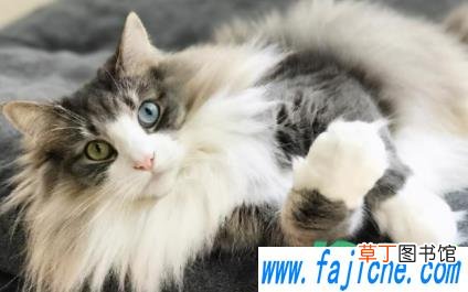 猫掉毛吃什么维生素 如何解决猫掉毛问题