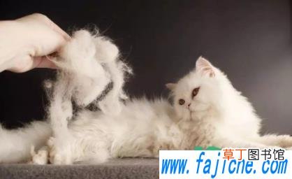 猫掉毛吃什么维生素 如何解决猫掉毛问题