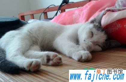 猫掉毛吃什么维生素 如何解决猫掉毛问题