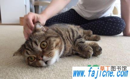 猫掉毛吃什么维生素 如何解决猫掉毛问题