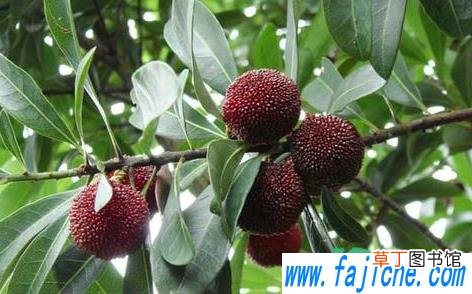 杨梅种子多久生芽 杨梅种子怎样催芽