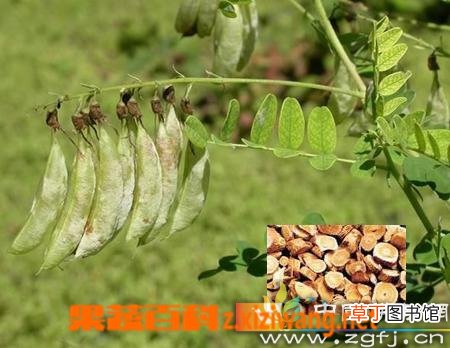 生黄芪的功效与作用