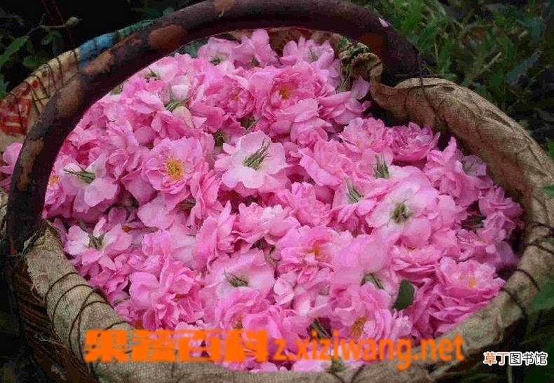 玫瑰纯露的功效与作用
