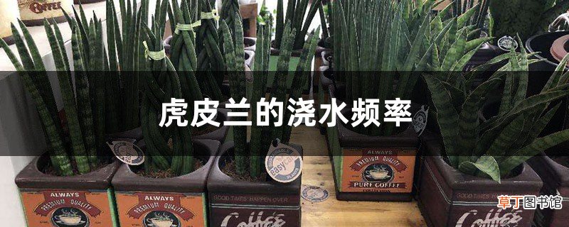 虎皮兰的浇水频率，浇水其他注意事项