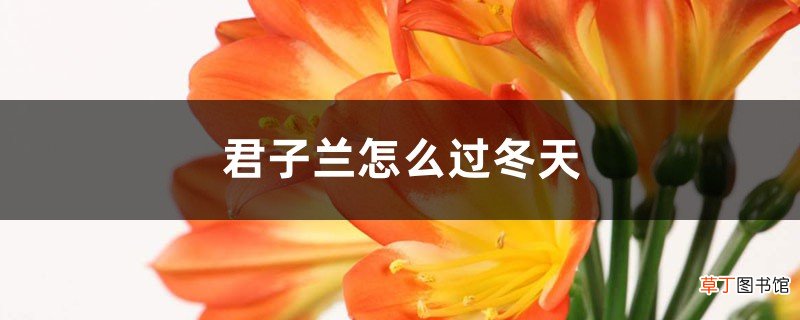 君子兰怎么过冬天，可以晒太阳吗