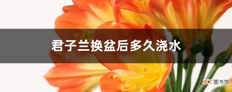 君子兰换盆后多久浇水，换盆后多久可以晒太阳