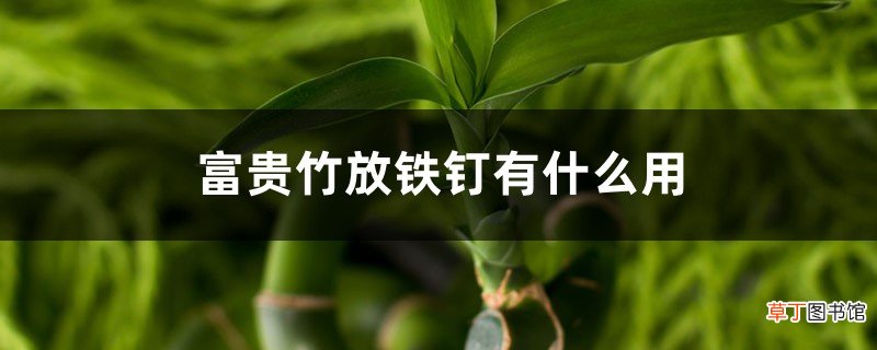 富贵竹放铁钉有什么用，富贵竹放多少水
