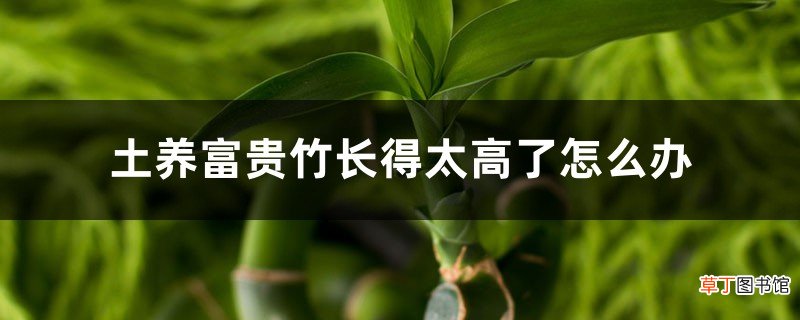 土养富贵竹长得太高了怎么办，土养富贵竹怎么修剪