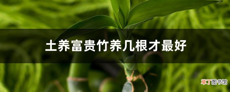 土养富贵竹养几根才最好，土养富贵竹怎么变粗