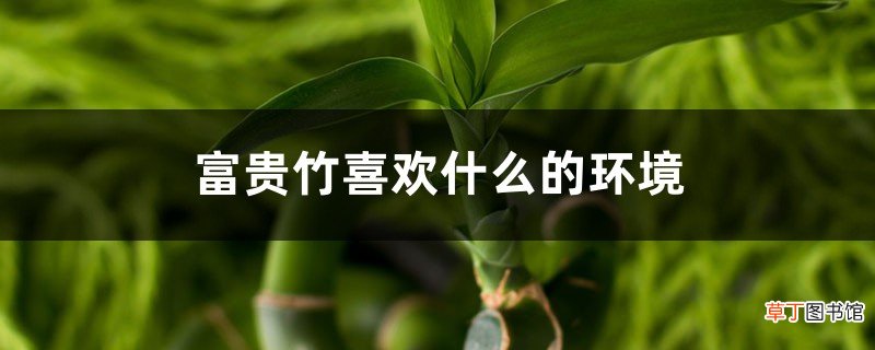 富贵竹喜欢什么的环境,富贵竹水养要放多少水