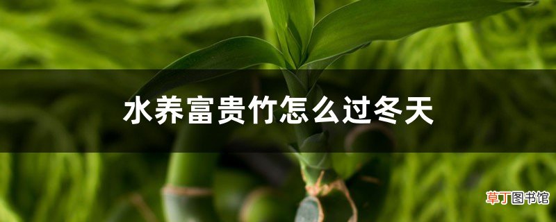 水养富贵竹怎么过冬天，富贵竹过冬干枯怎么救