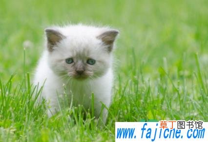 小猫养多大可以送人 小猫出生20天可以送人吗