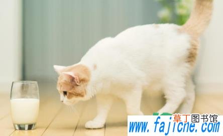 小猫养多大可以送人 小猫出生20天可以送人吗