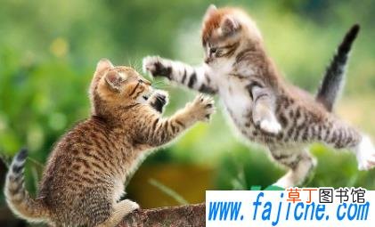 小猫养多大可以送人 小猫出生20天可以送人吗