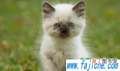 小猫养多大可以送人 小猫出生20天可以送人吗