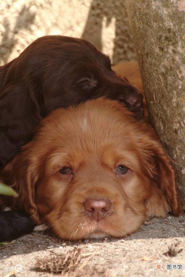 格惠犬几个月能洗澡 狗多久可以洗澡