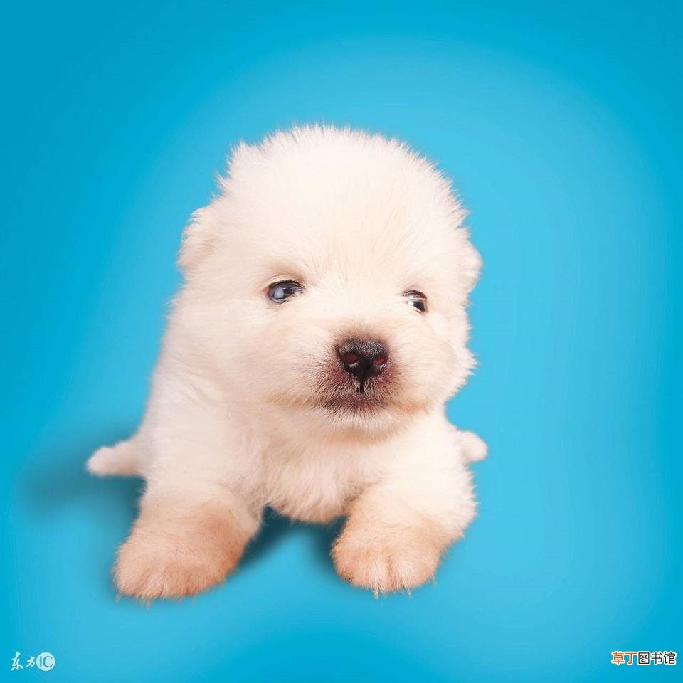 格惠犬几个月能洗澡 狗多久可以洗澡