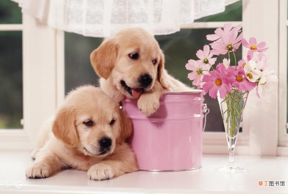 格惠犬几个月能洗澡 狗多久可以洗澡
