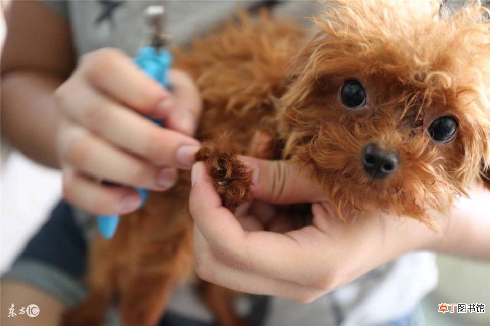 格惠犬几个月能洗澡 狗多久可以洗澡