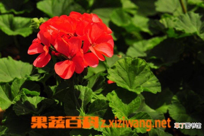 天竺葵 洋绣球的养护方法