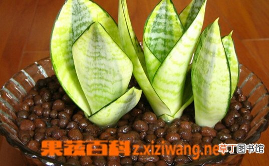 虎尾兰养殖方法和注意事项