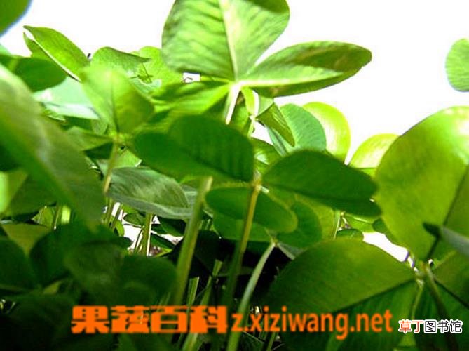 幸福草如何养殖 幸福草的养殖方法技巧