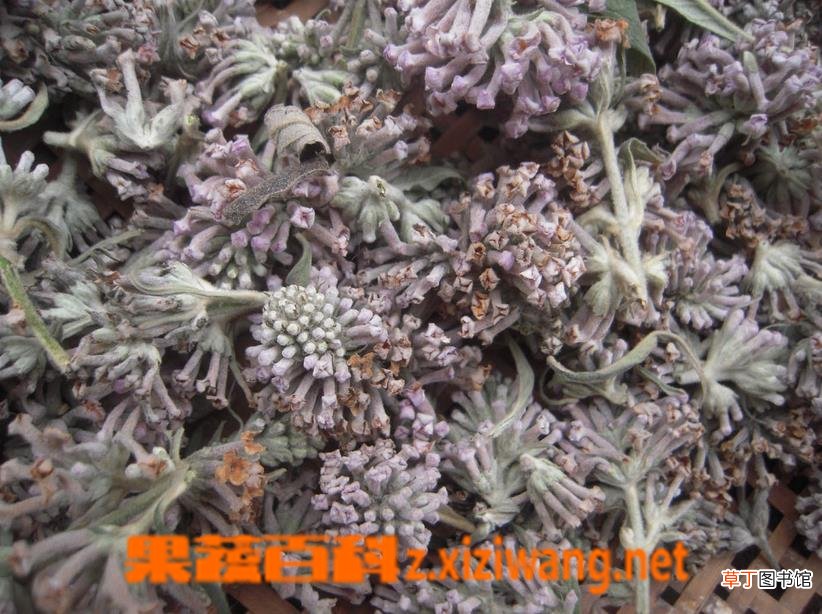 密蒙花图片 密蒙花的功效与作用