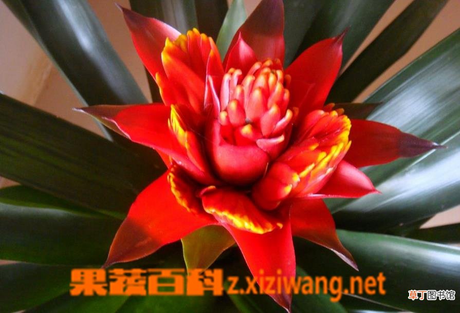 凤梨花怎么养 凤梨花的养殖方法技巧