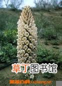 肉苁蓉的功效与作用