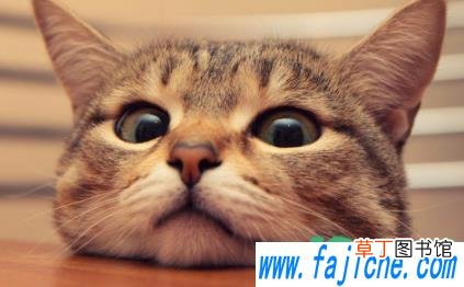 猫咪耳螨是什么样子 怎么分辨耳螨和耳朵脏