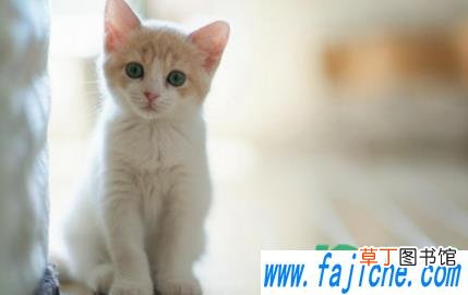 猫咪耳螨是什么样子 怎么分辨耳螨和耳朵脏