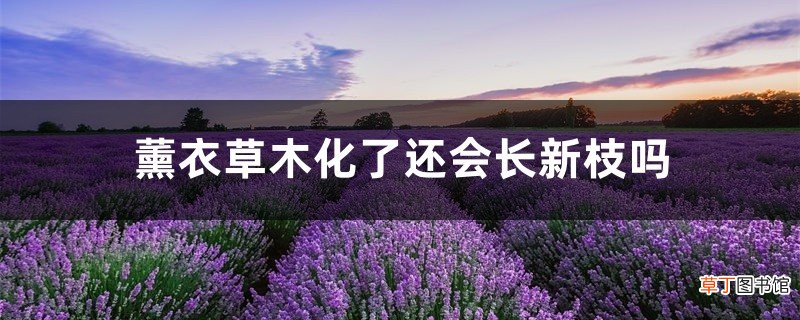 薰衣草木化了还会长新枝吗，薰衣草木质化修剪