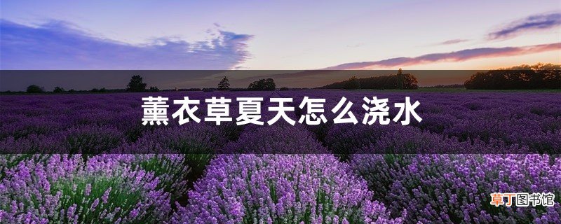 薰衣草夏天怎么浇水，薰衣草容易养活吗