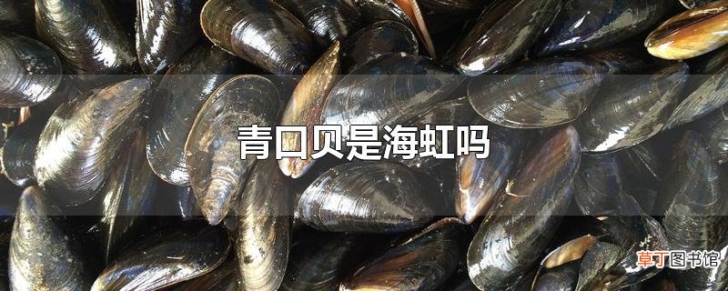青口贝是海虹吗