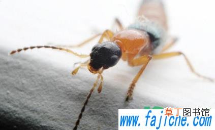 被隐翅虫咬了吃辣会怎么样 被隐翅虫咬了不能吃啥