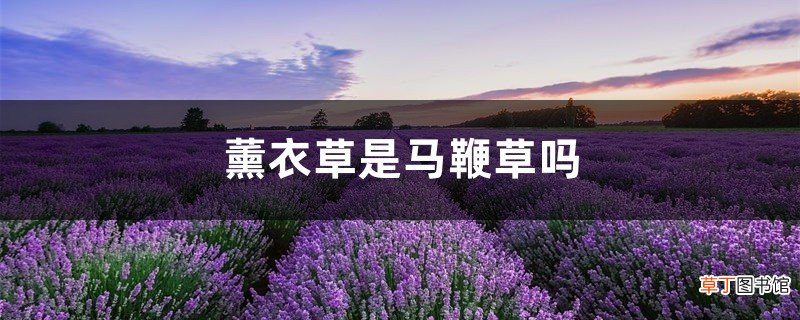 薰衣草是马鞭草吗，马鞭花和薰衣草一样吗
