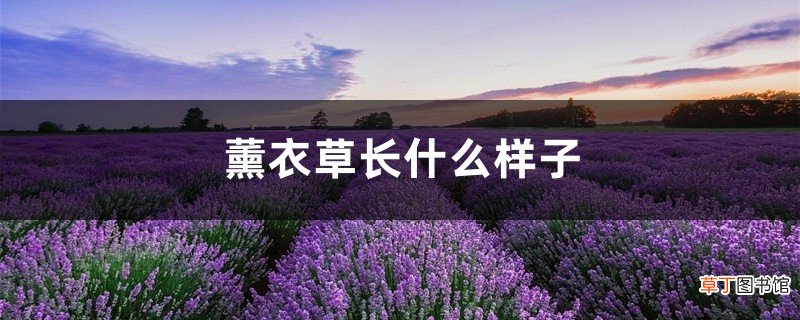 薰衣草长什么样子，薰衣草的介绍和特点