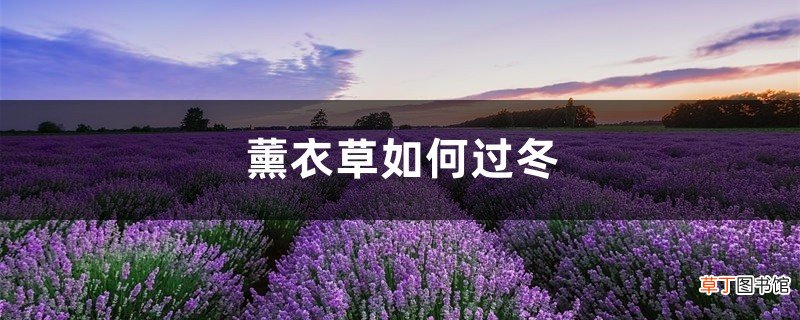 薰衣草如何过冬，薰衣草冬天怎么养