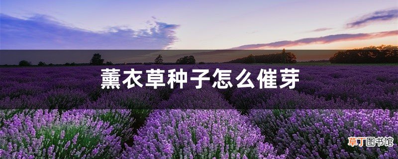 薰衣草种子怎么催芽，薰衣草种子要泡吗