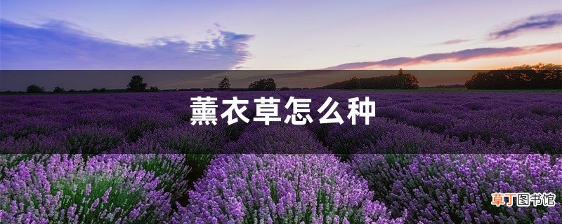 薰衣草怎么种，薰衣草种子种植方法
