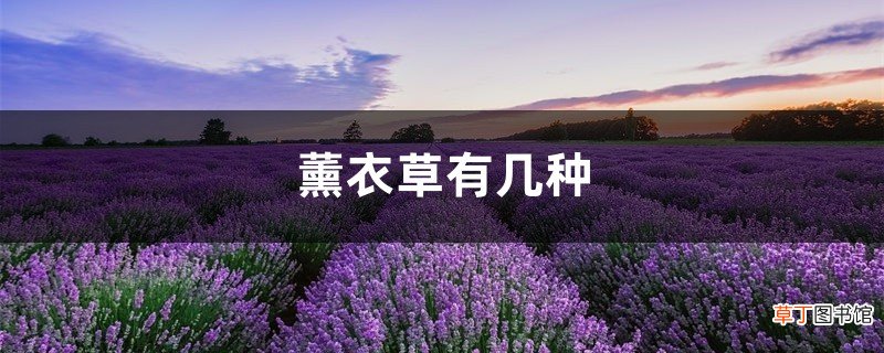 薰衣草有几种，薰衣草有多少种类
