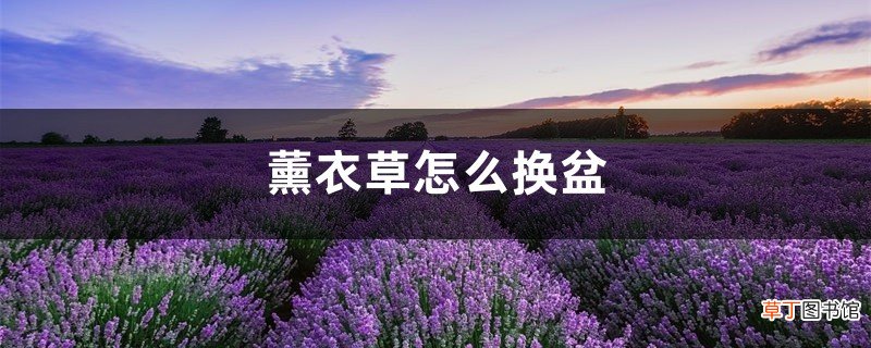 薰衣草怎么换盆，薰衣草什么季节换盆