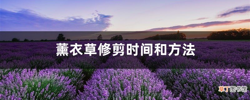 薰衣草修剪时间和方法，薰衣草什么季节修剪